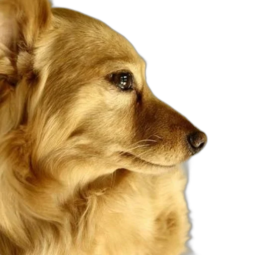 animal, face, photorealistic, 3d render, golden, close-up, photo, retriever transparent PNG cut-out