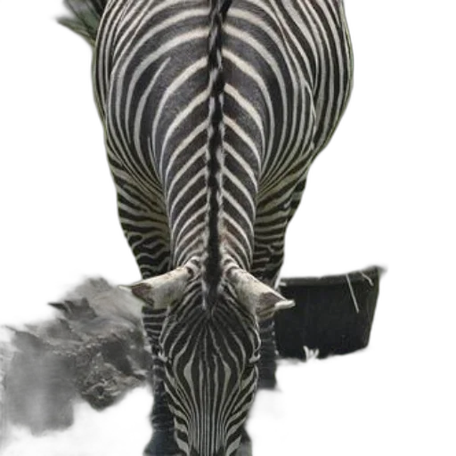 animal, staff, weapon, jewelry, photorealistic, concept art, zebra, back transparent PNG cut-out