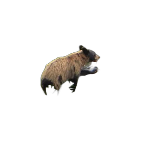 animal, creature, dragon, hair, 3d render, concept art, pixel art, photorealistic transparent PNG cut-out