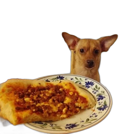food, animal, creature, weapon, photorealistic, dog, looks, slice transparent PNG cut-out