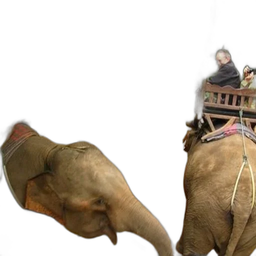 animal, creature, photorealistic, concept art, 3d render, person, rides, elephant transparent PNG cut-out