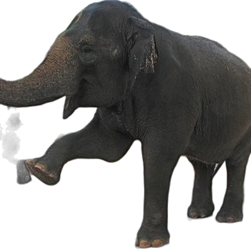 animal, creature, staff, weapon, concept art, photorealistic, 3d render, fog transparent PNG cut-out