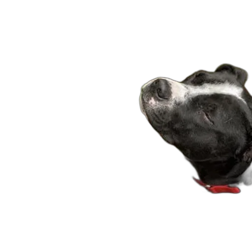 animal, staff, hat, creature, photorealistic, black, white, dog transparent PNG cut-out