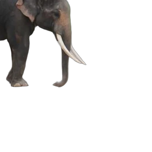 animal, creature, staff, dragon, 3d render, concept art, photorealistic, oil painting transparent PNG cut-out