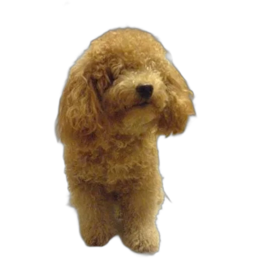 staff, animal, creature, hair, photorealistic, 3d render, oil painting, small transparent PNG cut-out