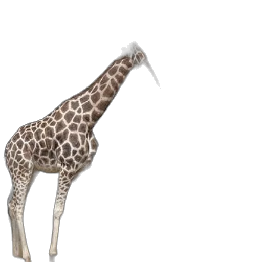 animal, creature, staff, weapon, 3d render, concept art, photorealistic, fantasy art transparent PNG cut-out