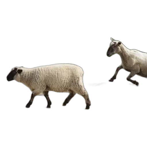 animal, creature, weapon, shoes, 3d render, concept art, photorealistic, two transparent PNG cut-out