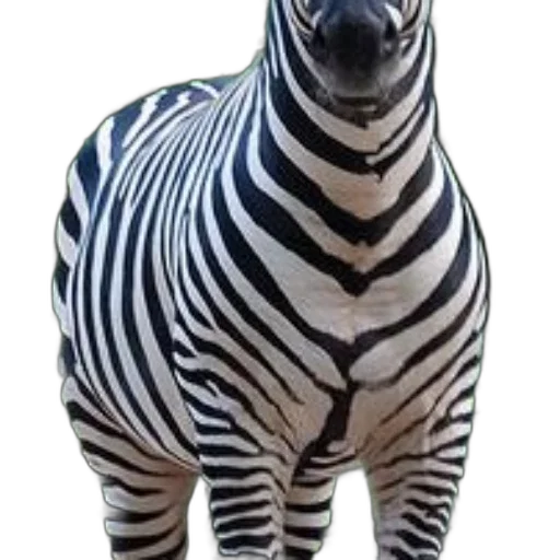 animal, creature, robot, staff, 3d render, photorealistic, concept art, monochrome transparent PNG cut-out