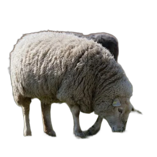 animal, creature, face, weapon transparent PNG cut-out
