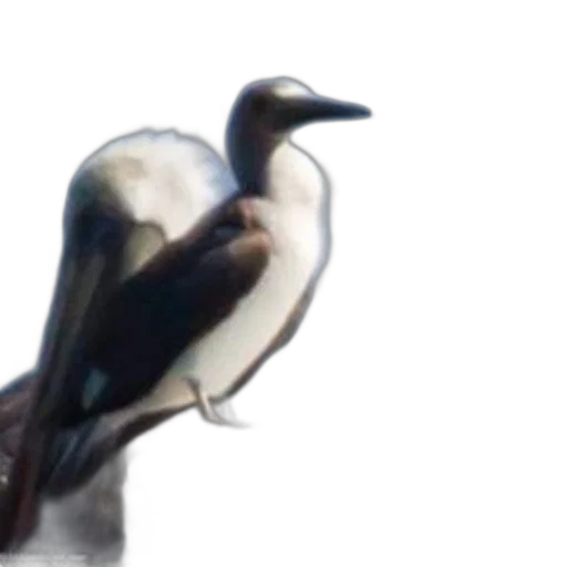 animal, staff, creature, 3d render, photorealistic, oil painting, concept art, bird transparent PNG cut-out