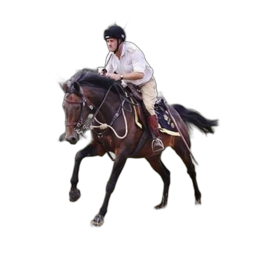 animal, staff, jacket, photorealistic transparent PNG cut-out