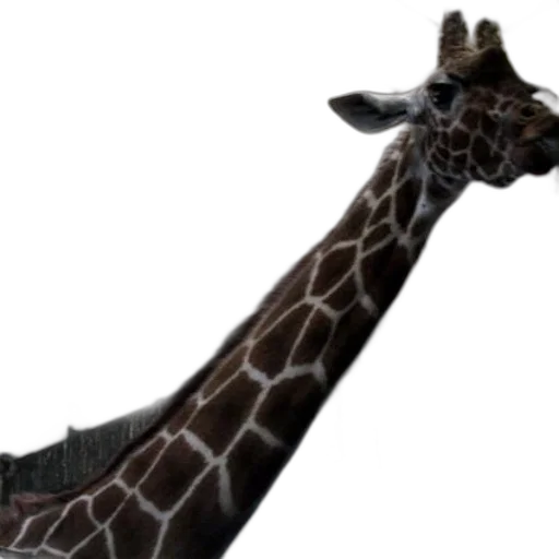 animal, creature, staff, hat, 3d render, concept art, photorealistic, giraffe transparent PNG cut-out