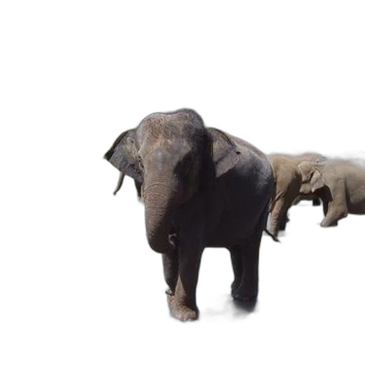 animal, creature, 3d render, photorealistic, concept art, elephants, wading, river transparent PNG cut-out