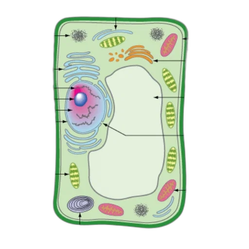 detailed, diagram, plant, cell, showcasing, various, organelles, their transparent PNG cut-out