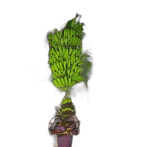 staff, crown, flower, weapon, 3d render, photorealistic, concept art, lush transparent PNG cut-out