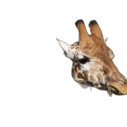 animal, creature, shoes, mask transparent PNG cut-out