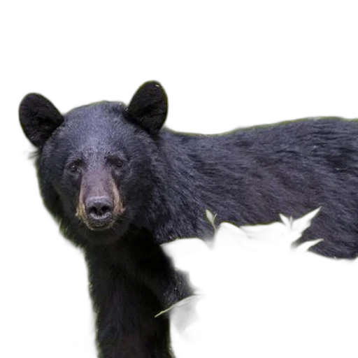 animal, creature, staff, face, photorealistic, concept art, 3d render, black transparent PNG cut-out