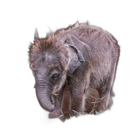 animal, creature, staff, hair, photorealistic, young, elephant, tuft transparent PNG cut-out