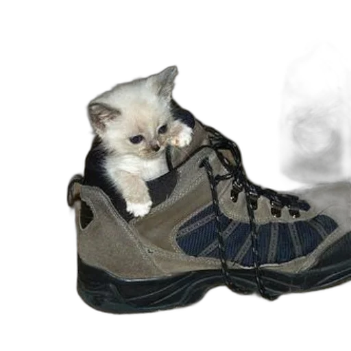 shoes, animal, weapon, photorealistic, 3d render, oil painting, concept art, small transparent PNG cut-out