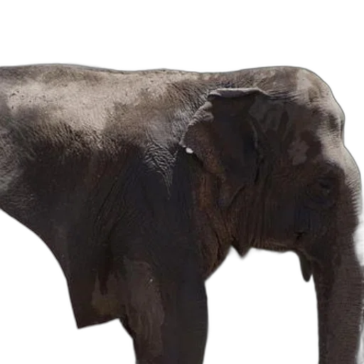 animal, creature, staff, jewelry, photorealistic, 3d render, concept art, oil painting transparent PNG cut-out