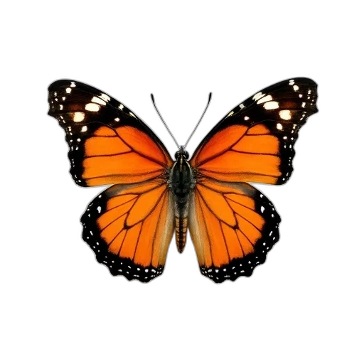 animal, jewelry, flower, creature, photorealistic, 3d render, concept art, pixel art transparent PNG cut-out