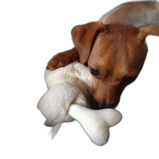 animal, creature, brown, dog, cuddles, white, stuffed, dark transparent PNG cut-out