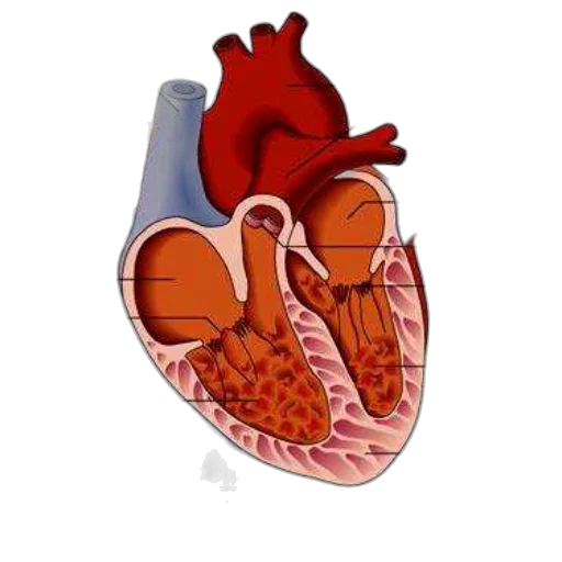 pixel art, anatomical, diagram, human, heart, showing, major, structures transparent PNG cut-out