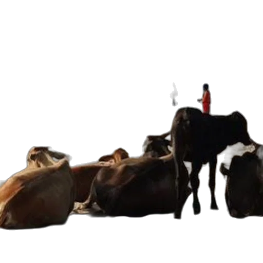 animal, food, concept art, fire, cows, rest, sandy, beach transparent PNG cut-out