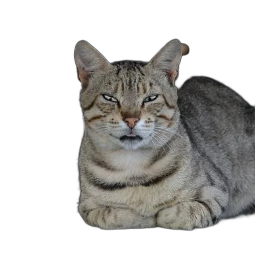 animal, creature, staff, hat, photorealistic, 3d render, tabby, cat transparent PNG cut-out