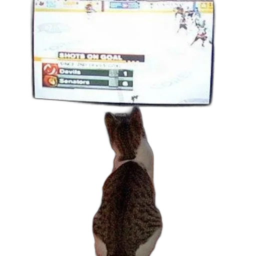 cat, watches, hockey, game, senators, leading, 1-0 transparent PNG cut-out