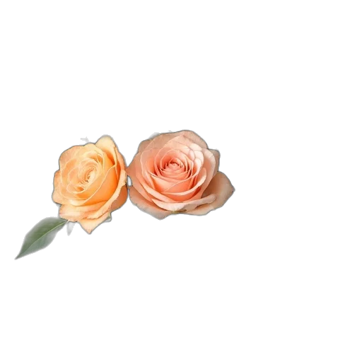 flower, crown, jewelry, weapon transparent PNG cut-out