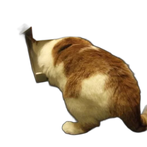 animal, creature, staff, hat, 3d render, photorealistic, concept art, cat transparent PNG cut-out