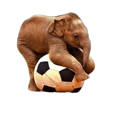 animal, playful, elephant, soccer, ball, captioned, hate, joseph transparent PNG cut-out