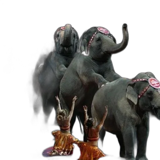 animal, creature, 3d render, concept art, photorealistic, elephants, performing, circus transparent PNG cut-out
