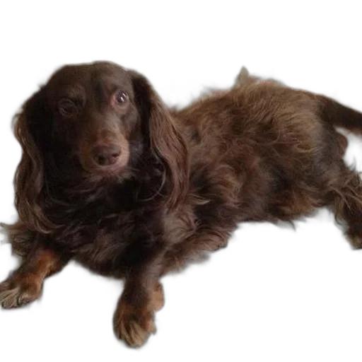 animal, creature, staff, hair, photorealistic, long-haired, brown, dog transparent PNG cut-out