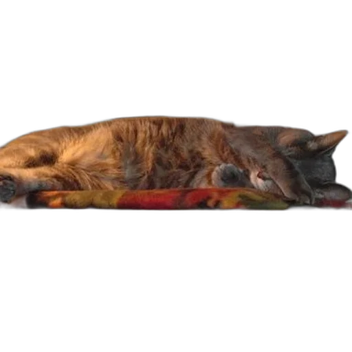 staff, animal, creature, furniture, photorealistic, 3d render, concept art, cat transparent PNG cut-out