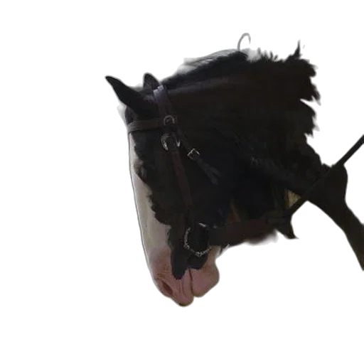 mask, crown, hat, animal, photorealistic, 3d render, concept art, underwater transparent PNG cut-out