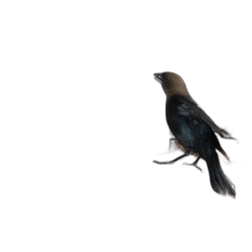 animal, creature, staff, hair, 3d render, photorealistic, concept art, blue transparent PNG cut-out