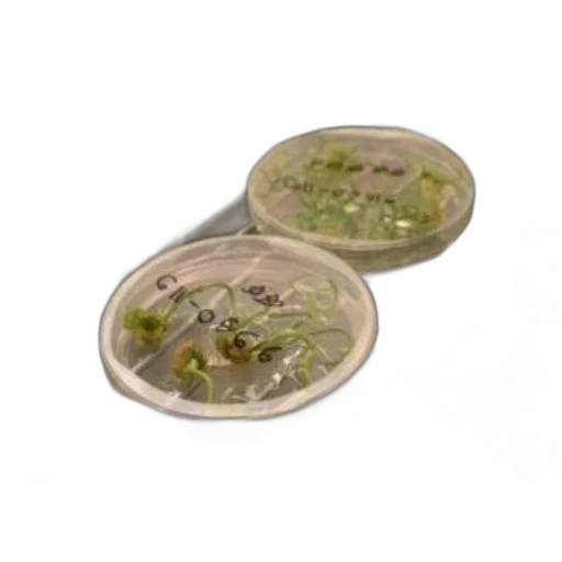 jewelry, petri, dishes, containing, green, plant, samples, labeled transparent PNG cut-out