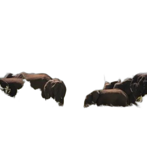 shoes, furniture, weapon, animal, 3d render, concept art, photorealistic, elephants transparent PNG cut-out