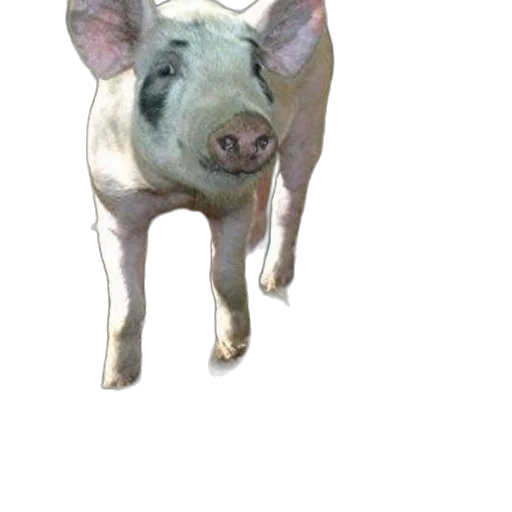 animal, creature, face, mask, 3d render, photorealistic, concept art, pixel art transparent PNG cut-out