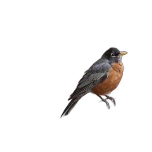 animal, photorealistic, concept art, oil painting, 3d render, small, bird, orange transparent PNG cut-out