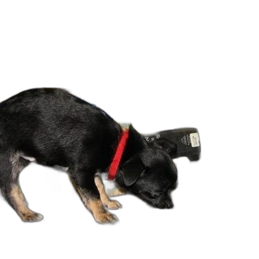 staff, animal, weapon, jewelry, 3d render, small, black, dog transparent PNG cut-out