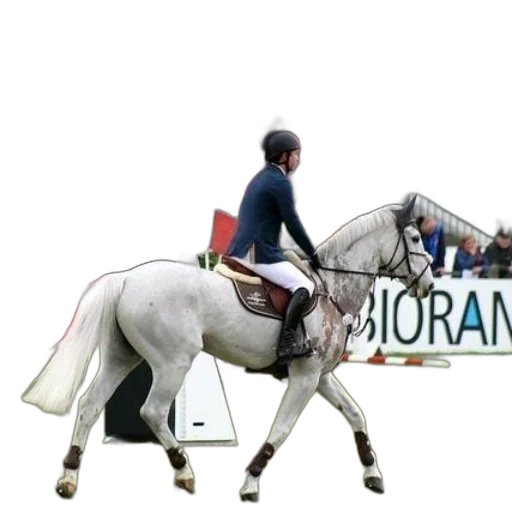 rider, white, horse, front transparent PNG cut-out