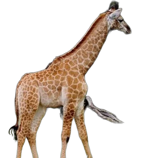 animal, creature, staff, weapon, 3d render, concept art, photorealistic, watercolor transparent PNG cut-out