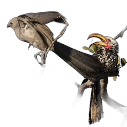 staff, weapon, sword, animal, concept art, 3d render, photorealistic, bird transparent PNG cut-out