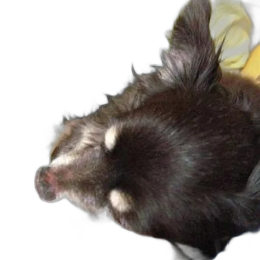 hair, animal, creature, staff, photorealistic, small, dog, brown transparent PNG cut-out