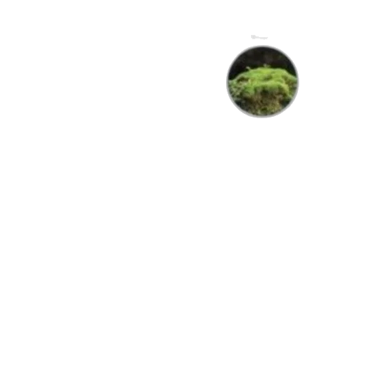 tree, creature, animal, face, forest, outer space, green, earth tones transparent PNG cut-out
