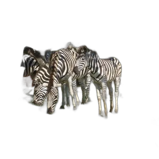 jewelry, animal, furniture, 3d render, concept art, photorealistic, three, zebras transparent PNG cut-out