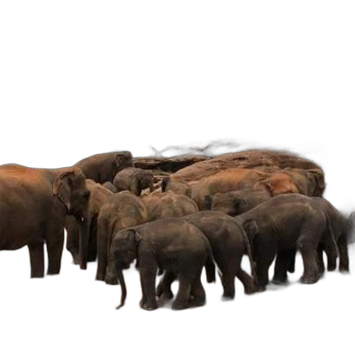animal, staff, creature, concept art transparent PNG cut-out